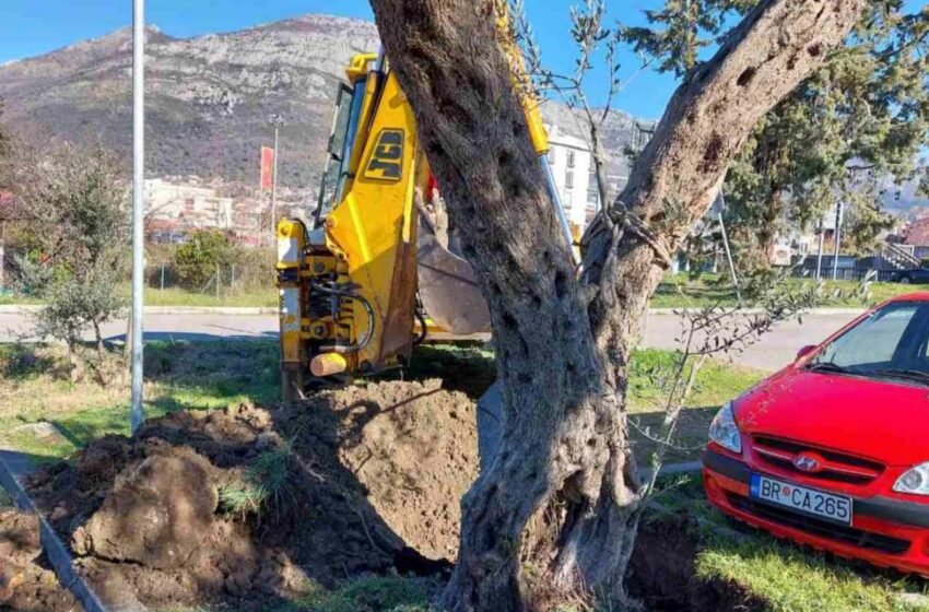  Jak vjetar izvalio stariju maslinu, izvršena ponovna sadnja