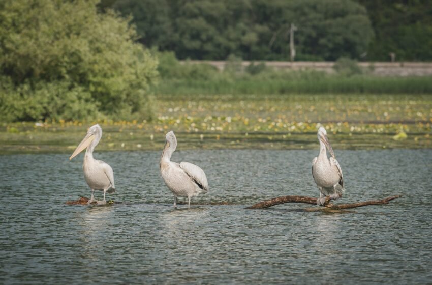  Izabrane istraživačke novinarske priče u okviru projekta „SOS Skadar lake“