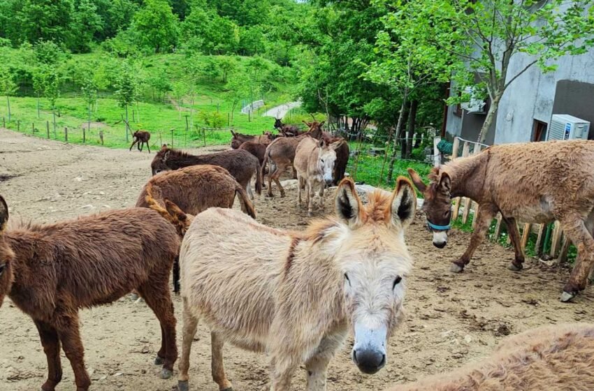  Za 100.000 posjetioca Farme „Martinići“ Saveljići spremili i poklon