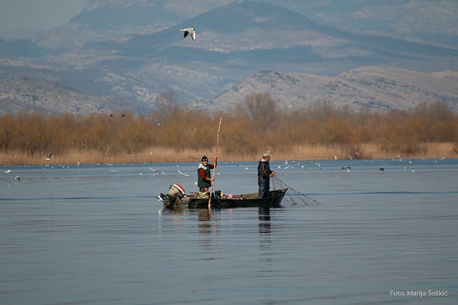  Počeo ribolovni zabran u NP Skadarsko jezero- šta je u fokusu kampanje “Stop krivolovu”