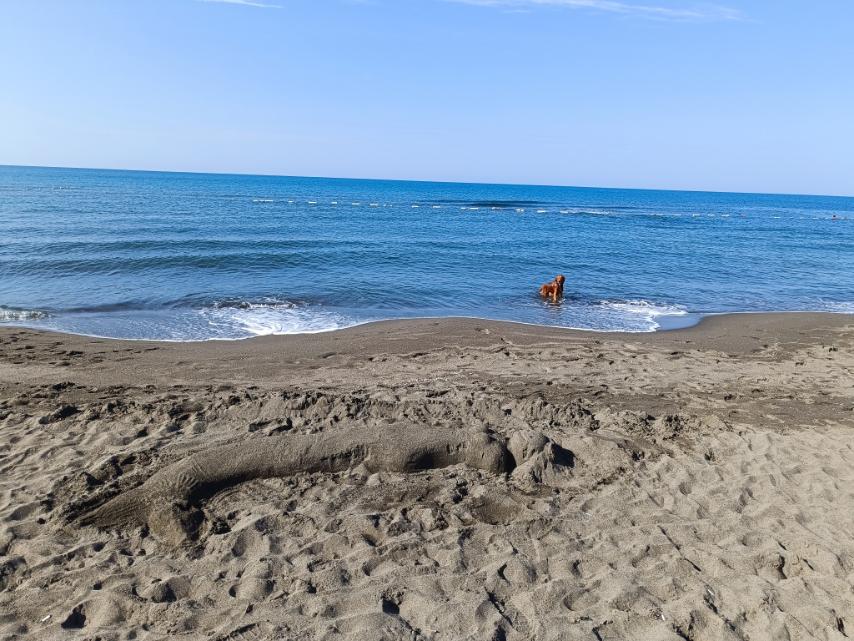 Sirena na Velikoj plaži