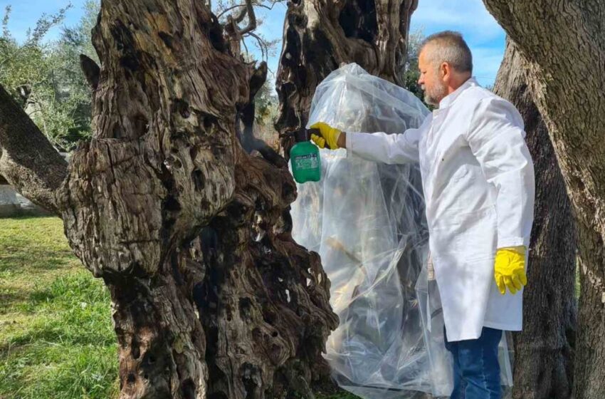  Sprovedeni tretmani na neživom dijelu Stare masline