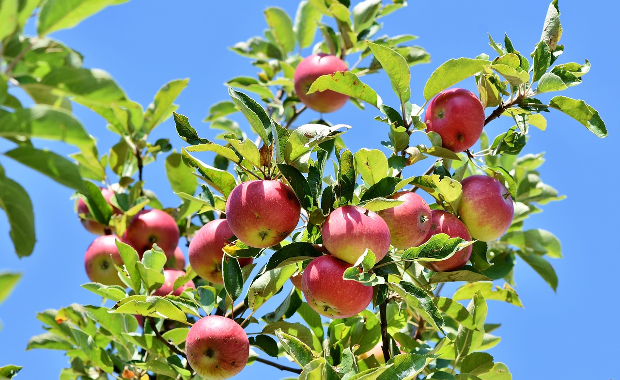 Jabuka pripada porodici ruža   Foto: pixabay